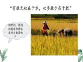 2024-2025學(xué)年蘇教版初中生物七年級下冊4.10.1 植物的營養(yǎng)器官（第1課時）課件