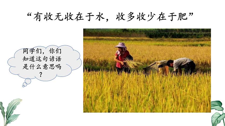 2024-2025学年苏教版初中生物七年级下册4.10.1 植物的营养器官（第1课时）课件第1页