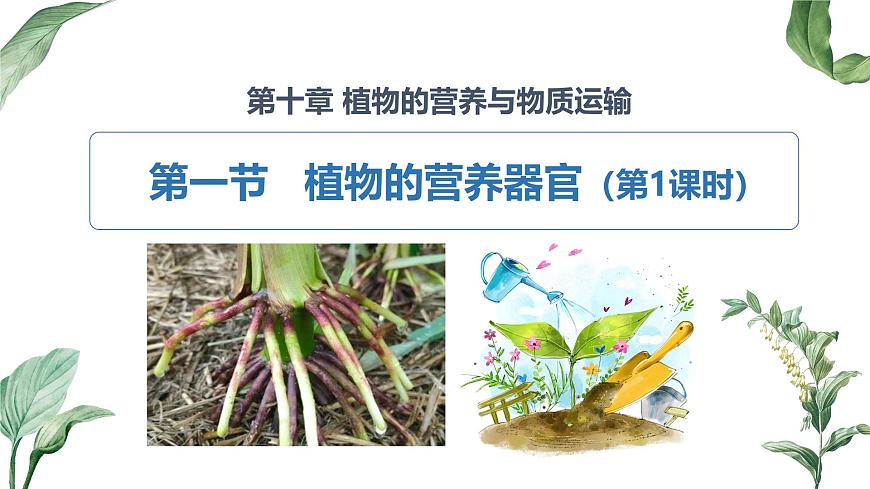 2024-2025学年苏教版初中生物七年级下册4.10.1 植物的营养器官（第1课时）课件第2页
