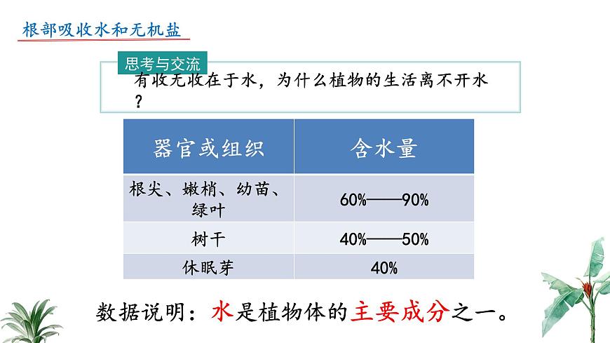 2024-2025学年苏教版初中生物七年级下册4.10.1 植物的营养器官（第1课时）课件第4页