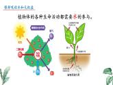 2024-2025學(xué)年蘇教版初中生物七年級下冊4.10.1 植物的營養(yǎng)器官（第1課時）課件