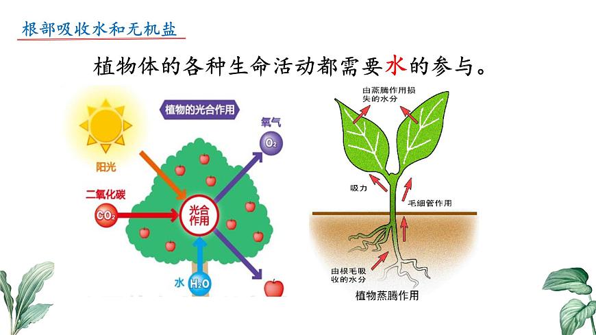2024-2025学年苏教版初中生物七年级下册4.10.1 植物的营养器官（第1课时）课件第5页