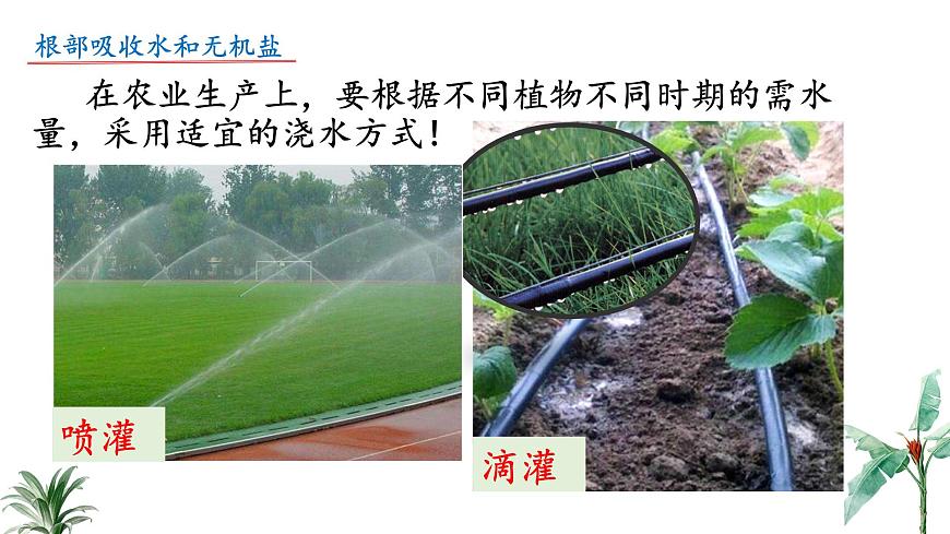 2024-2025学年苏教版初中生物七年级下册4.10.1 植物的营养器官（第1课时）课件第8页