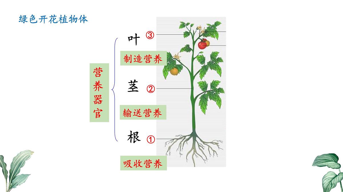 2024-2025学年苏教版初中生物七年级下册4.10.1 植物的营养器官（第2课时）课件第1页