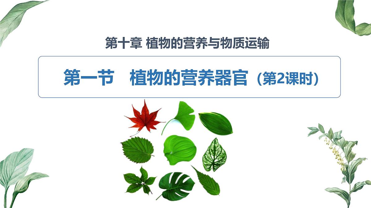 2024-2025学年苏教版初中生物七年级下册4.10.1 植物的营养器官（第2课时）课件第2页