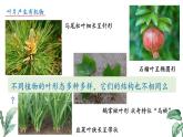2024-2025學(xué)年蘇教版初中生物七年級下冊4.10.1 植物的營養(yǎng)器官（第2課時）課件