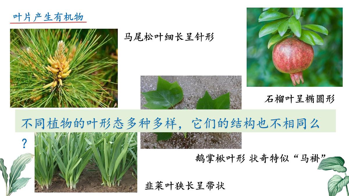 2024-2025学年苏教版初中生物七年级下册4.10.1 植物的营养器官（第2课时）课件第4页