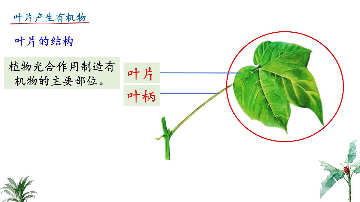 2024-2025学年苏教版初中生物七年级下册4.10.1 植物的营养器官（第2课时）课件第5页