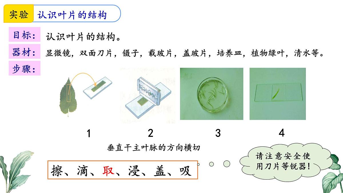 2024-2025学年苏教版初中生物七年级下册4.10.1 植物的营养器官（第2课时）课件第6页