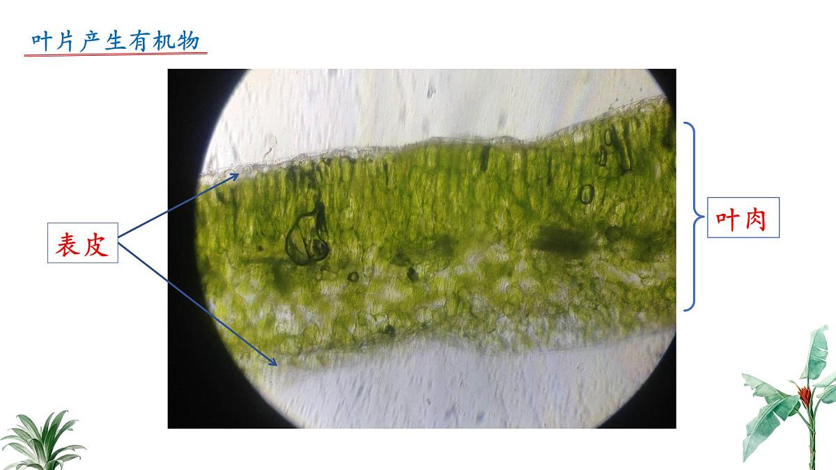 2024-2025学年苏教版初中生物七年级下册4.10.1 植物的营养器官（第2课时）课件第7页