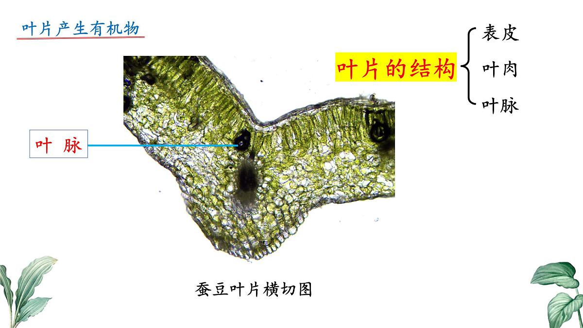 2024-2025学年苏教版初中生物七年级下册4.10.1 植物的营养器官（第2课时）课件第8页
