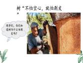2024-2025學(xué)年蘇教版初中生物七年級下冊4.10.1 植物的營養(yǎng)器官（第3課時）課件