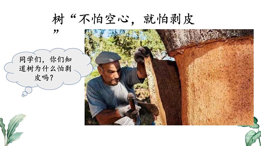 2024-2025学年苏教版初中生物七年级下册4.10.1 植物的营养器官（第3课时）课件第1页