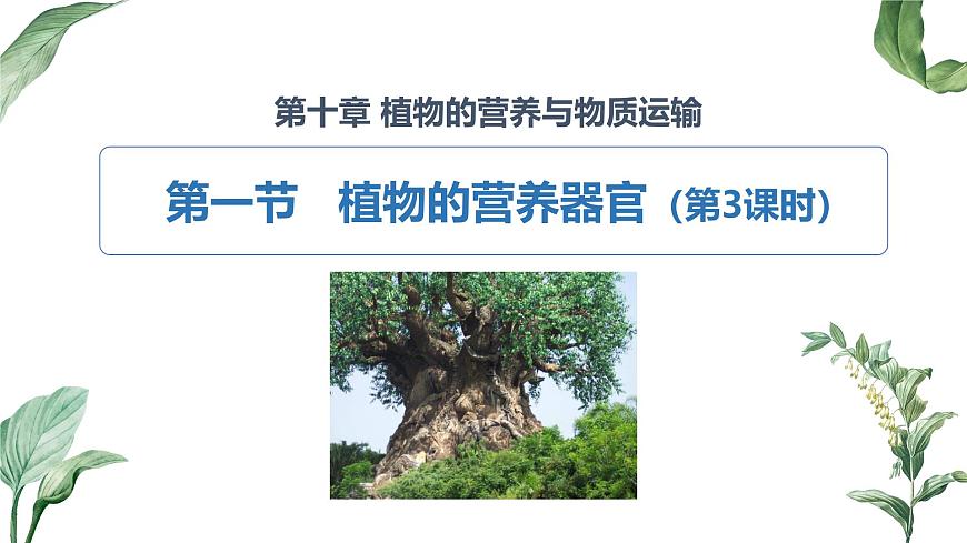 2024-2025学年苏教版初中生物七年级下册4.10.1 植物的营养器官（第3课时）课件第2页