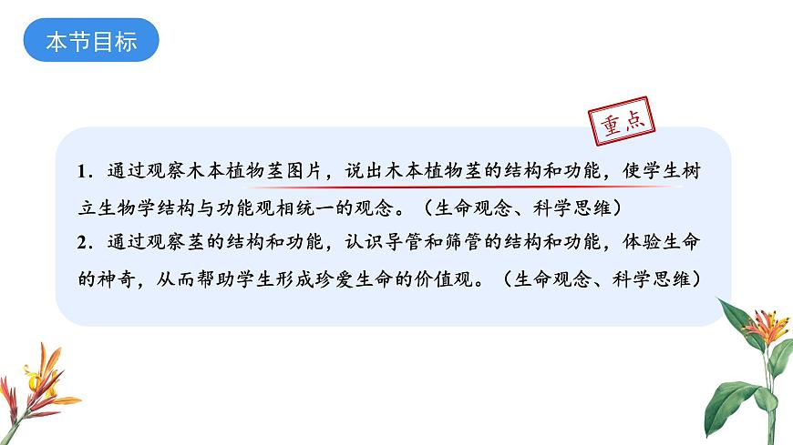2024-2025学年苏教版初中生物七年级下册4.10.1 植物的营养器官（第3课时）课件第3页