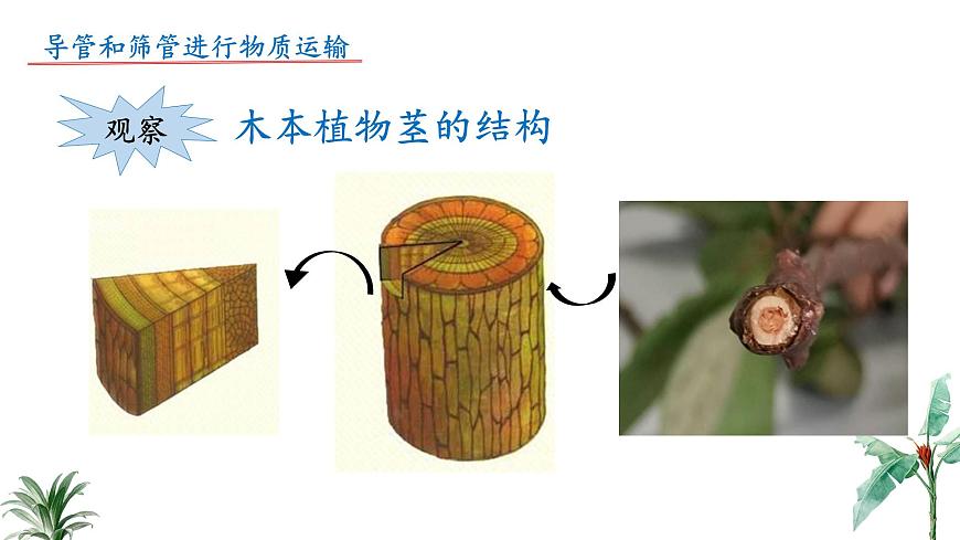 2024-2025学年苏教版初中生物七年级下册4.10.1 植物的营养器官（第3课时）课件第4页