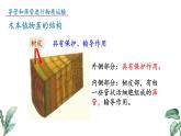 2024-2025學(xué)年蘇教版初中生物七年級下冊4.10.1 植物的營養(yǎng)器官（第3課時）課件