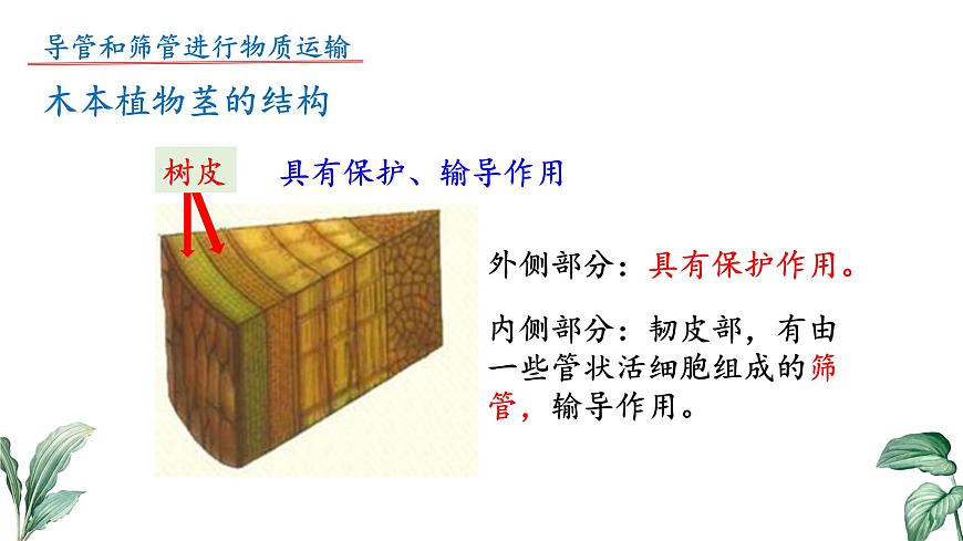 2024-2025学年苏教版初中生物七年级下册4.10.1 植物的营养器官（第3课时）课件第5页
