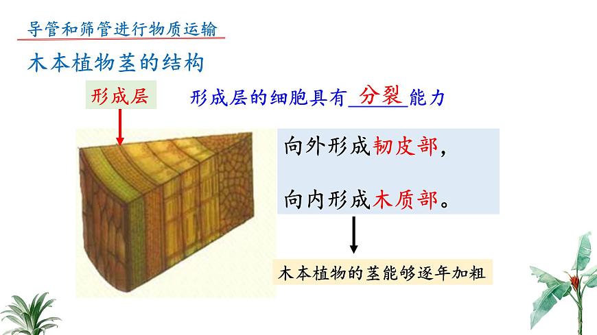 2024-2025学年苏教版初中生物七年级下册4.10.1 植物的营养器官（第3课时）课件第6页