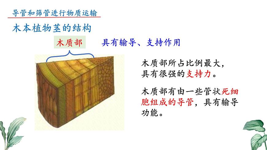 2024-2025学年苏教版初中生物七年级下册4.10.1 植物的营养器官（第3课时）课件第7页