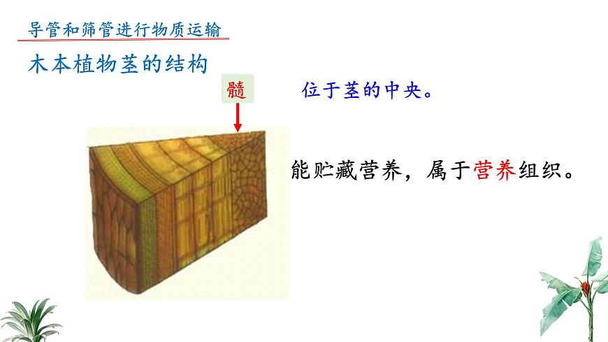 2024-2025学年苏教版初中生物七年级下册4.10.1 植物的营养器官（第3课时）课件第8页