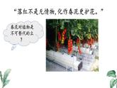 2024-2025學(xué)年蘇教版初中生物七年級下冊4.10.1 植物的營養(yǎng)器官（第4課時）課件