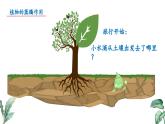 2024-2025學(xué)年蘇教版初中生物七年級(jí)下冊(cè)4.10.2 生物圈中的水循環(huán)（第1課時(shí)）課件