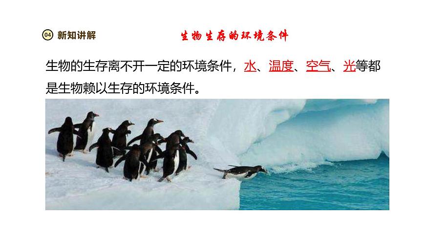 2024-2025学年苏教版生物七下 3.7.1生态系统的构成 课件 (2)第5页