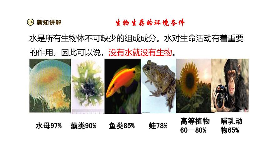 2024-2025学年苏教版生物七下 3.7.1生态系统的构成 课件 (2)第6页