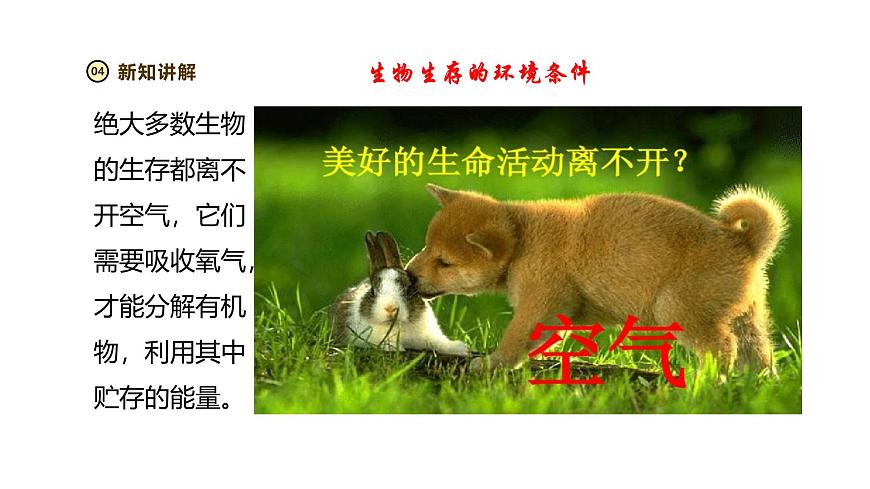 2024-2025学年苏教版生物七下 3.7.1生态系统的构成 课件 (2)第8页