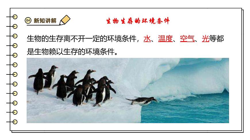 2024-2025学年苏教版生物七下 3.7.1生态系统的构成 课件第5页