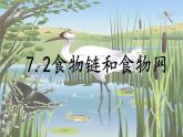 2024-2025學(xué)年蘇教版初中生物七年級下冊3.7.2  食物鏈和食物網(wǎng)課件