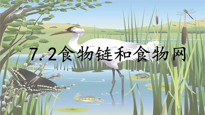 2024-2025学年苏教版初中生物七年级下册3.7.2  食物链和食物网课件第1页