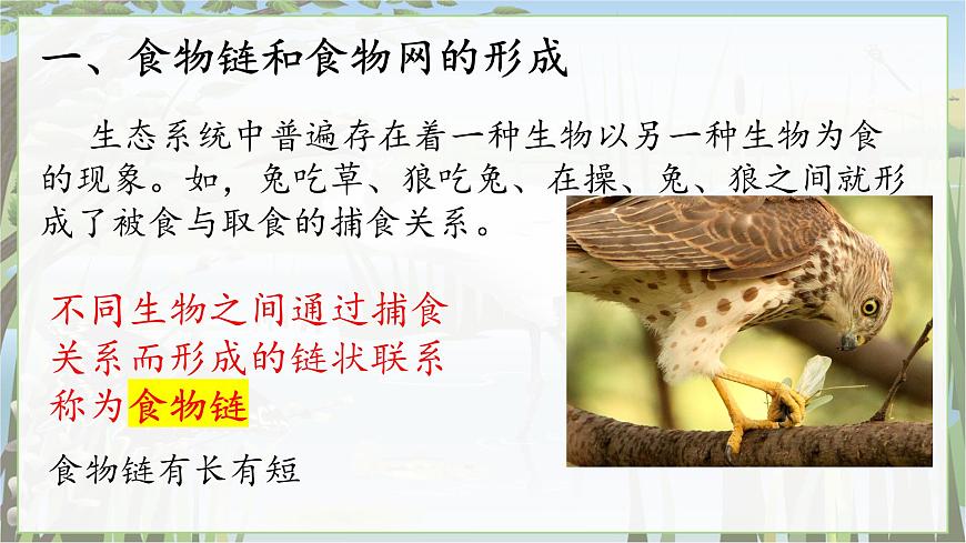 2024-2025学年苏教版初中生物七年级下册3.7.2  食物链和食物网课件第3页