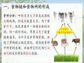 2024-2025學(xué)年蘇教版初中生物七年級下冊3.7.2  食物鏈和食物網(wǎng)課件