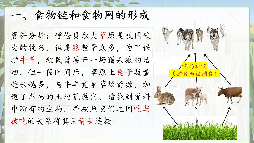 2024-2025学年苏教版初中生物七年级下册3.7.2  食物链和食物网课件第4页