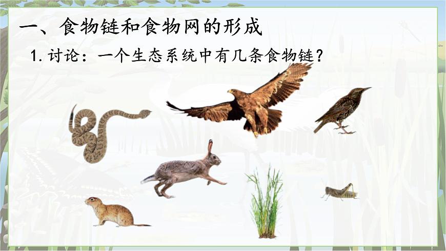 2024-2025学年苏教版初中生物七年级下册3.7.2  食物链和食物网课件第6页