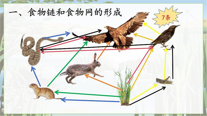 2024-2025学年苏教版初中生物七年级下册3.7.2  食物链和食物网课件第7页