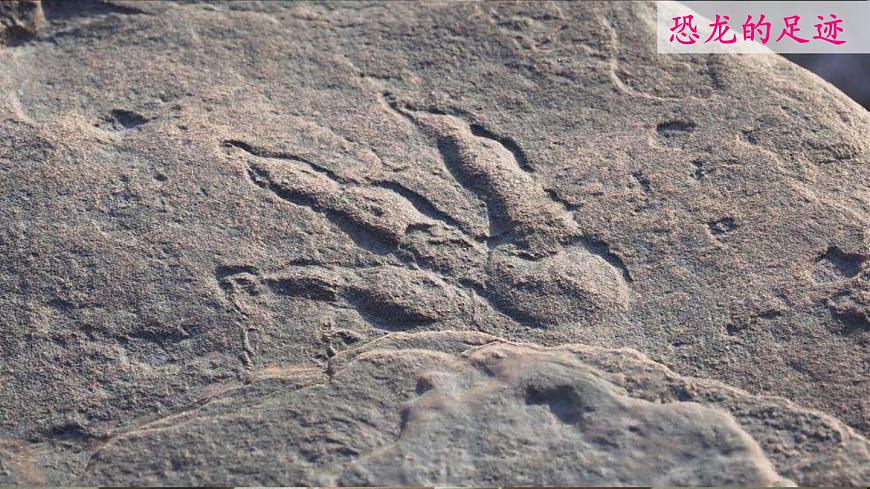 2025年春人教版生物八年级下册教学课件 第7单元 第3章 第2节 生物进化的历程第4页