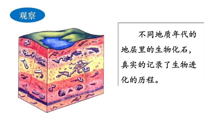 2025年春人教版生物八年级下册教学课件 第7单元 第3章 第2节 生物进化的历程第8页