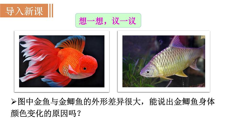 2025年春人教版生物八年级下册教学课件 第7单元 第2章 第5节 生物的变异第2页