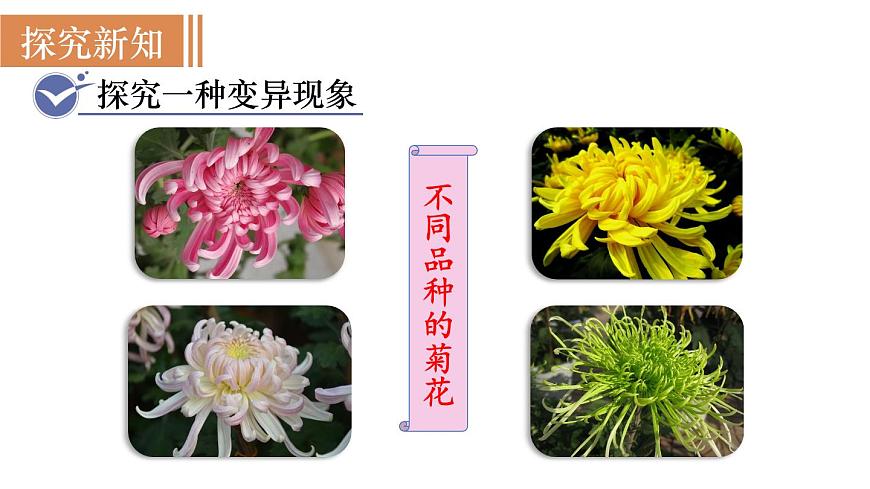 2025年春人教版生物八年级下册教学课件 第7单元 第2章 第5节 生物的变异第4页