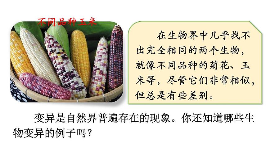 2025年春人教版生物八年级下册教学课件 第7单元 第2章 第5节 生物的变异第5页