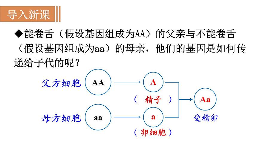2025年春人教版生物八年级下册教学课件 第7单元 第2章 第3节 基因的显性和隐性第2页