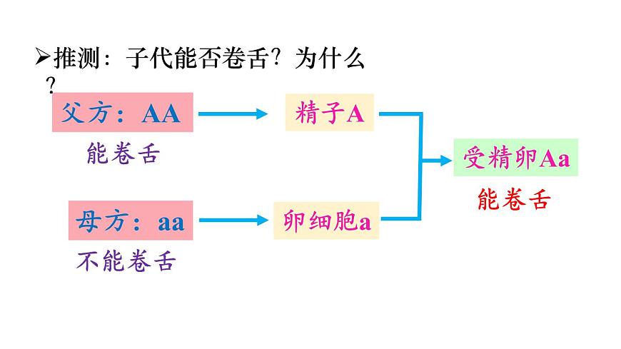 2025年春人教版生物八年级下册教学课件 第7单元 第2章 第3节 基因的显性和隐性第3页