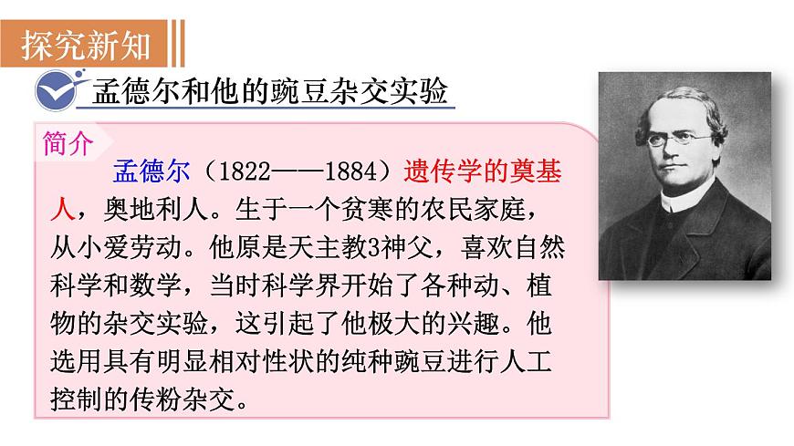 2025年春人教版生物八年级下册教学课件 第7单元 第2章 第3节 基因的显性和隐性第4页