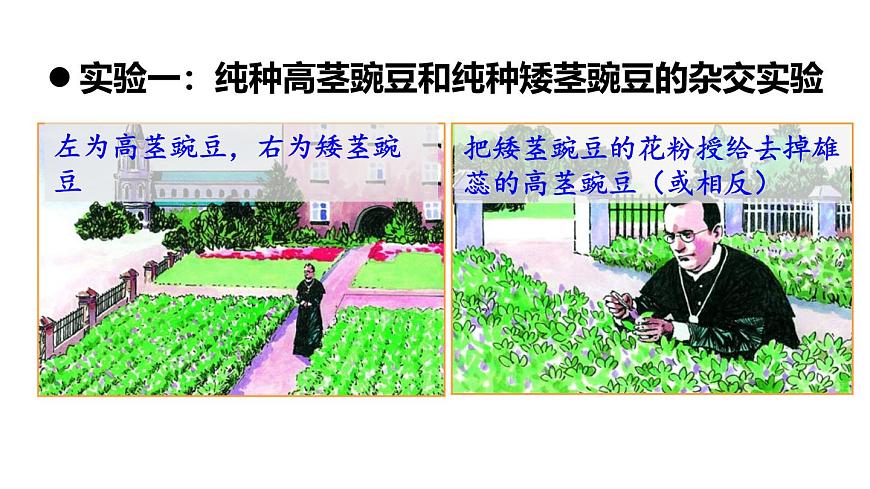 2025年春人教版生物八年级下册教学课件 第7单元 第2章 第3节 基因的显性和隐性第5页