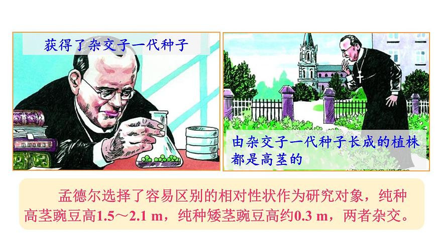 2025年春人教版生物八年级下册教学课件 第7单元 第2章 第3节 基因的显性和隐性第6页