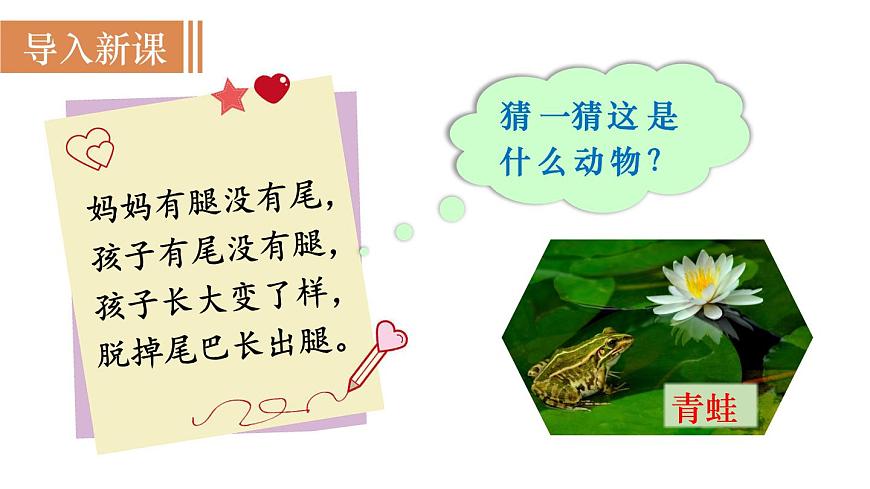 2025年春人教版生物八年级下册教学课件 第7单元 第1章 第3节 两栖动物的生殖和发育第2页