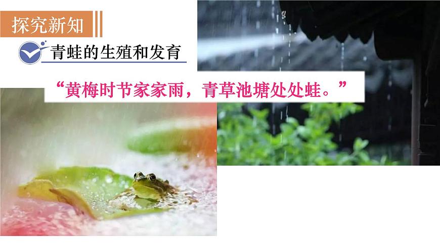 2025年春人教版生物八年级下册教学课件 第7单元 第1章 第3节 两栖动物的生殖和发育第3页